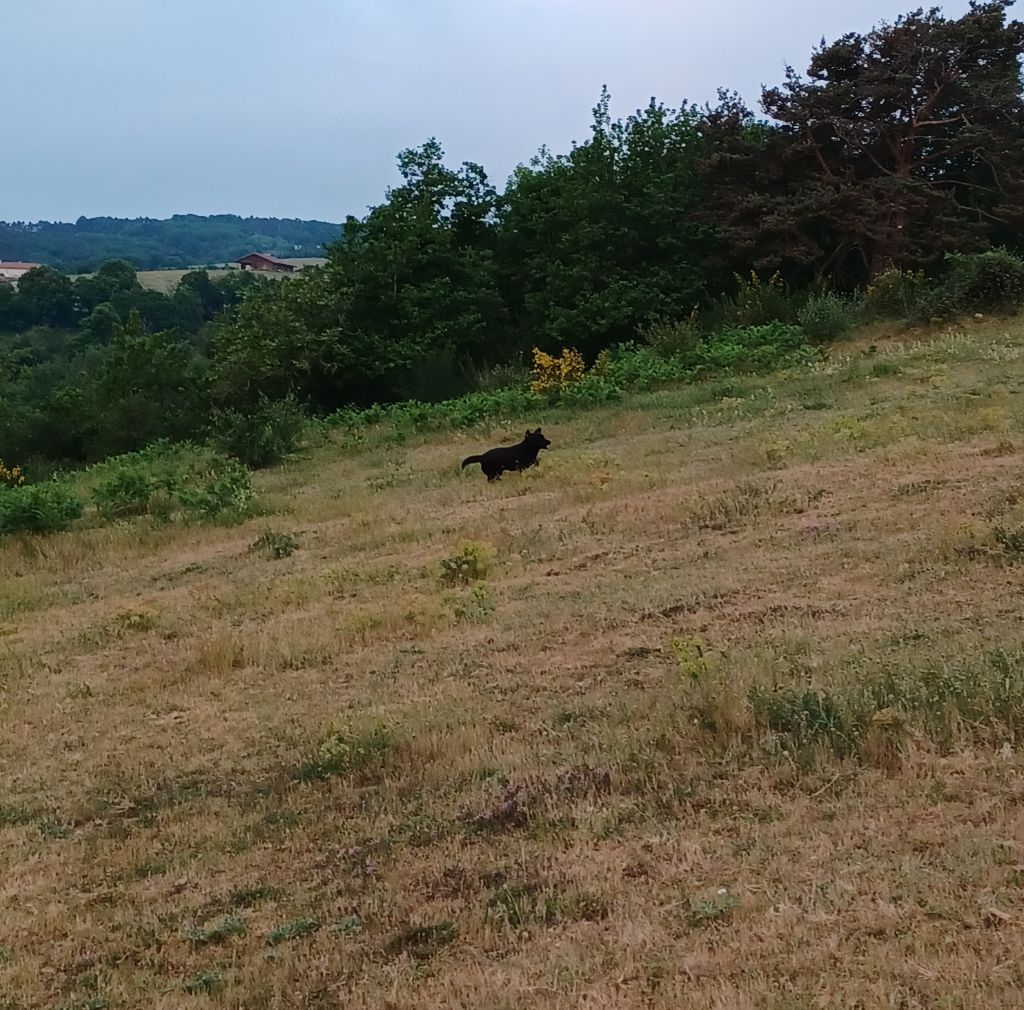 Onyx de la hêtraie pourpre