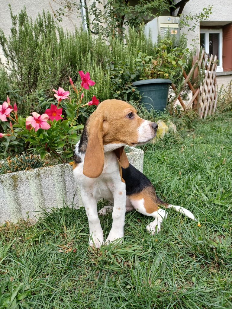 de la hêtraie pourpre - Chiot disponible  - Beagle