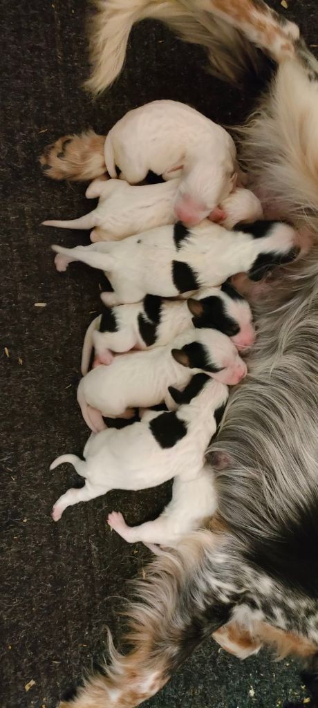 chiot Setter Anglais de la hêtraie pourpre