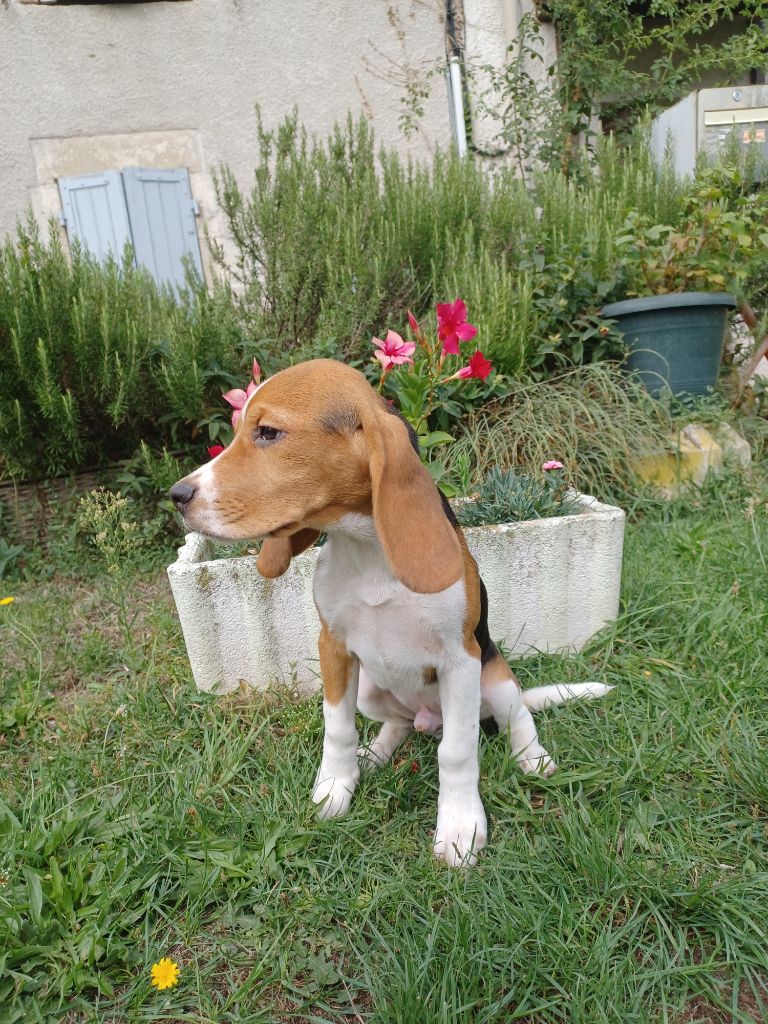 de la hêtraie pourpre - Chiot disponible  - Beagle