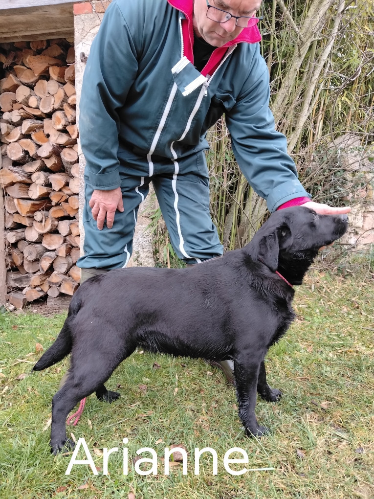 ARIANNE de la hêtraie pourpre