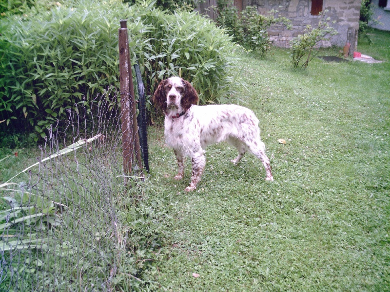 Les chiens de mes clients et amis