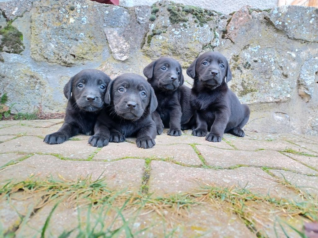 de la hêtraie pourpre - Chiots disponibles - Labrador Retriever