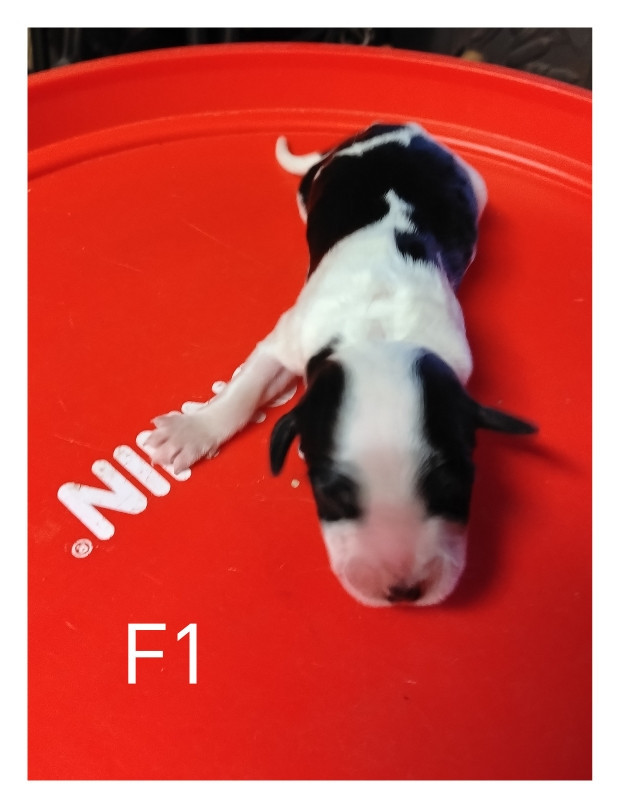 de la hêtraie pourpre - Chiots disponibles - Setter Anglais