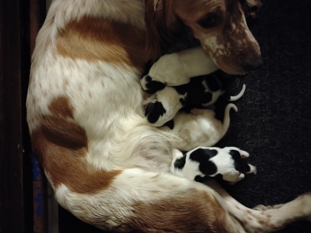 Chiot Setter Anglais de la hêtraie pourpre