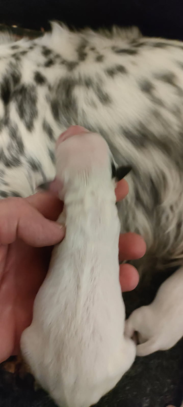 de la hêtraie pourpre - Setter Anglais - Portée née le 04/01/2026