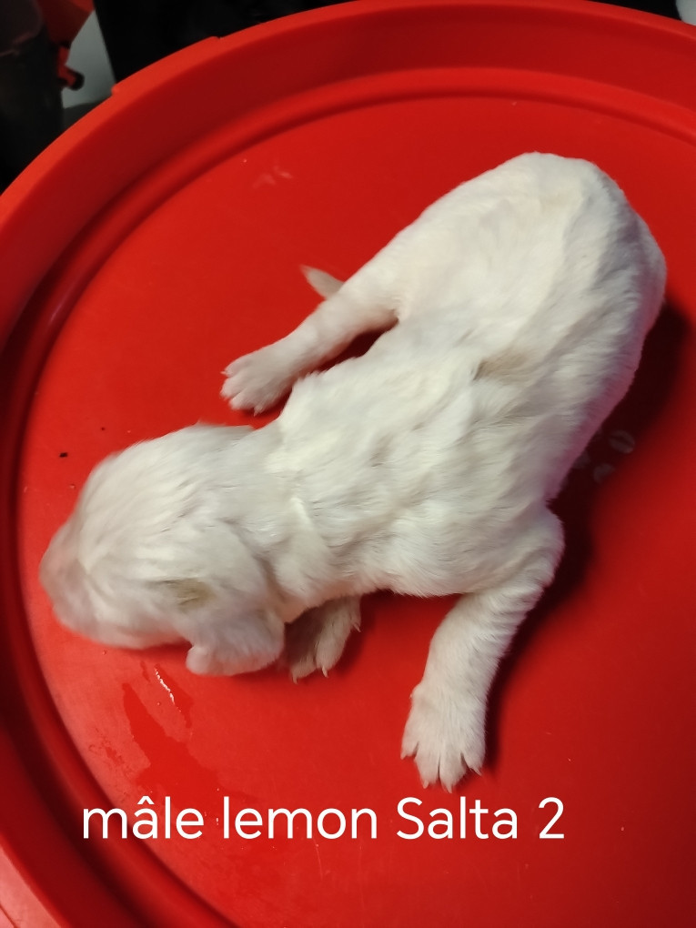 de la hêtraie pourpre - Chiots disponibles - Setter Anglais