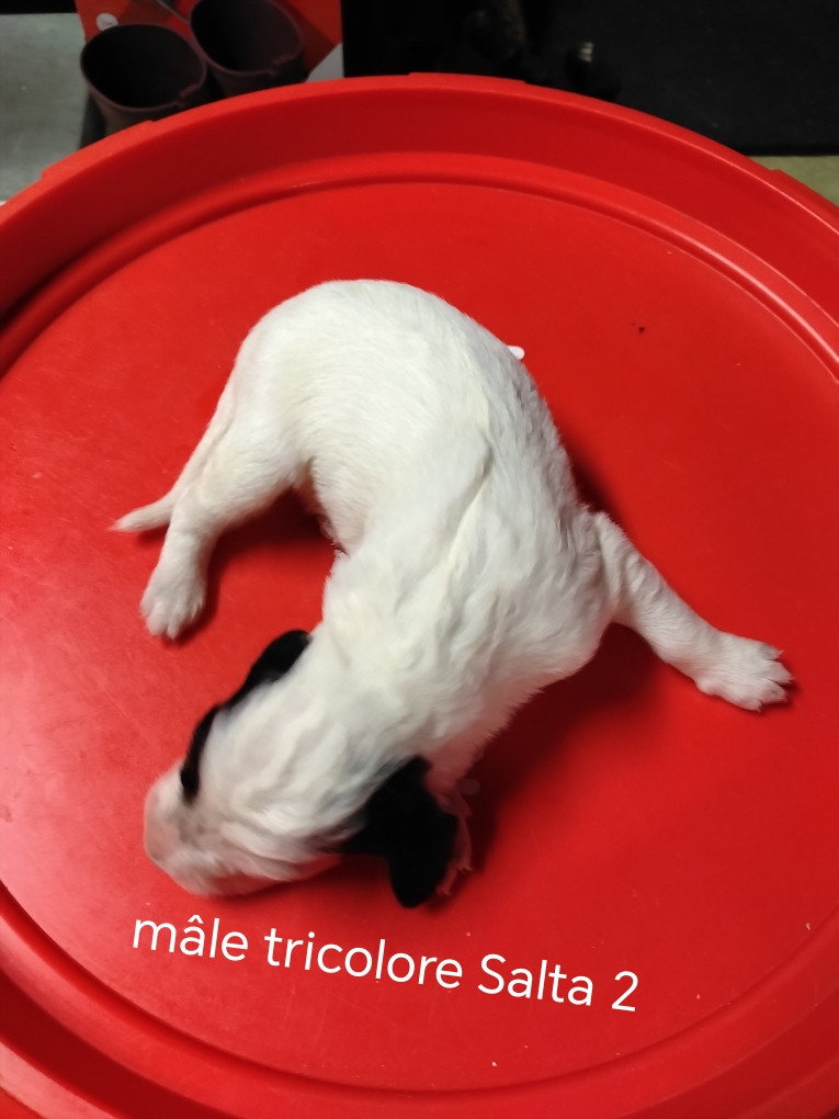 de la hêtraie pourpre - Chiots disponibles - Setter Anglais