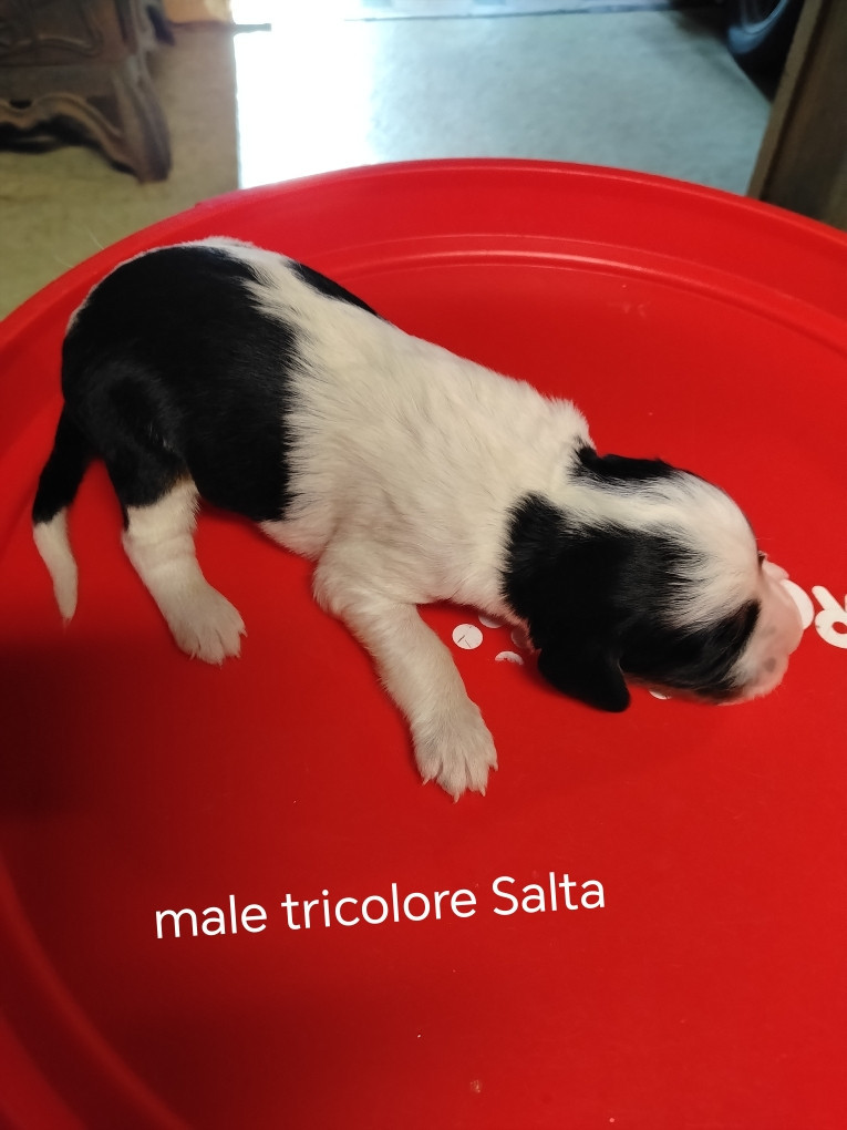 de la hêtraie pourpre - Chiots disponibles - Setter Anglais