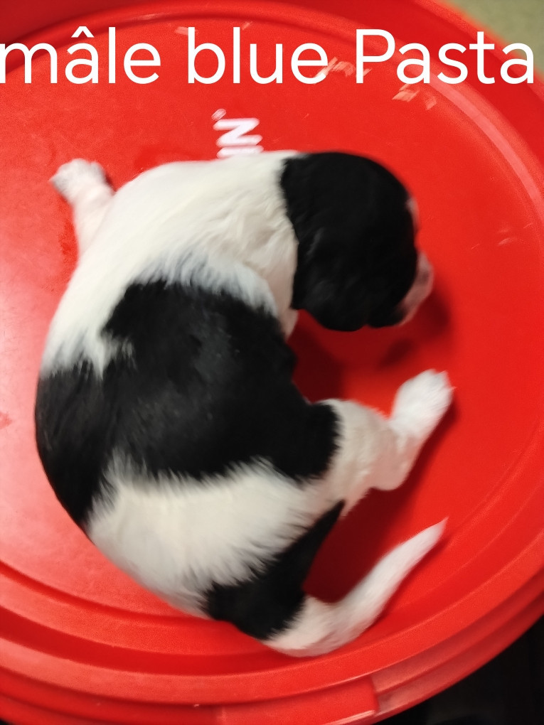 de la hêtraie pourpre - Chiots disponibles - Setter Anglais