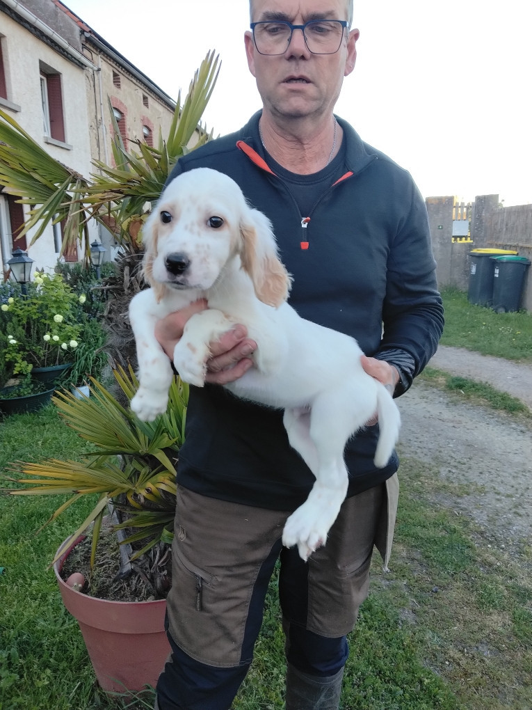 de la hêtraie pourpre - Chiots disponibles - Setter Anglais