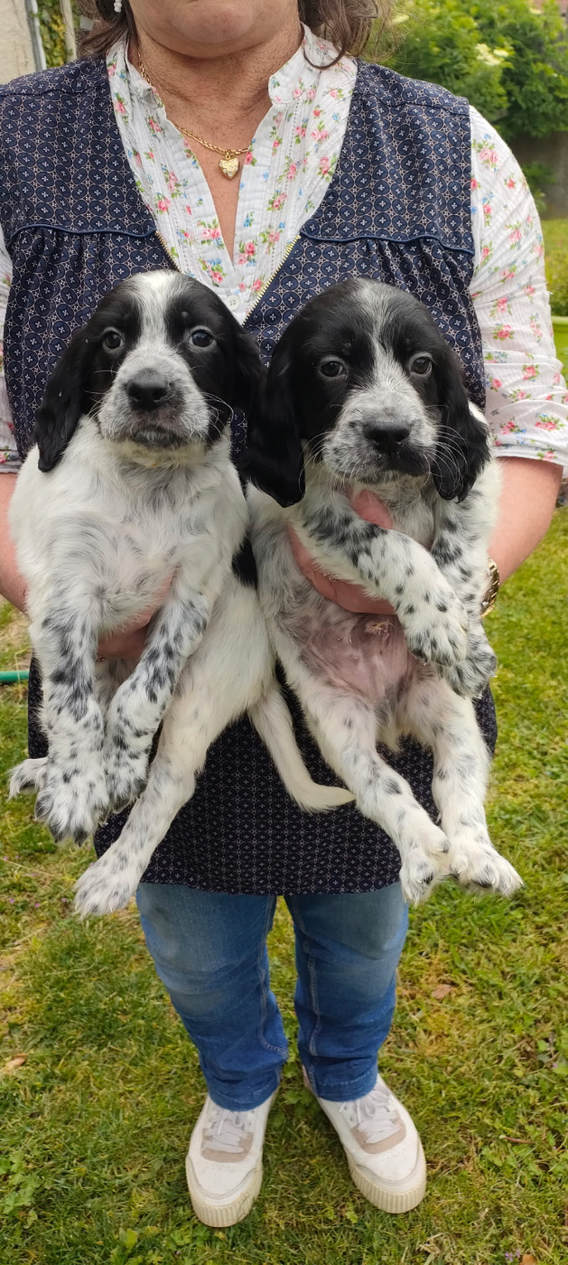 de la hêtraie pourpre - Chiots disponibles - Setter Anglais