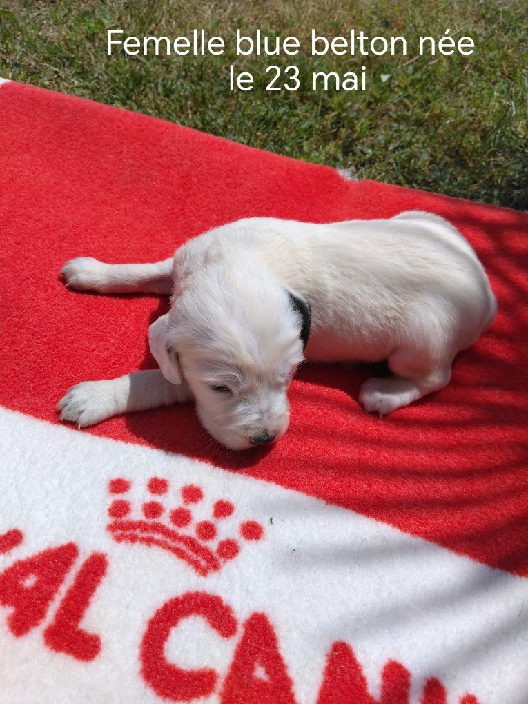 de la hêtraie pourpre - Chiots disponibles - Setter Anglais