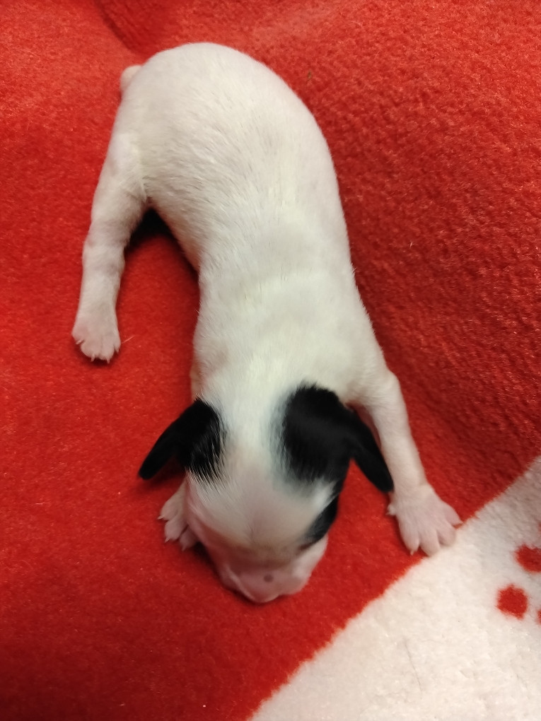 de la hêtraie pourpre - Chiots disponibles - Setter Anglais