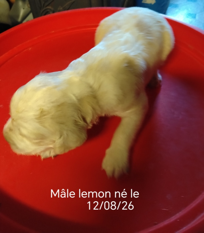 de la hêtraie pourpre - Chiots disponibles - Setter Anglais