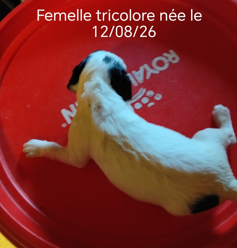 de la hêtraie pourpre - Chiots disponibles - Setter Anglais