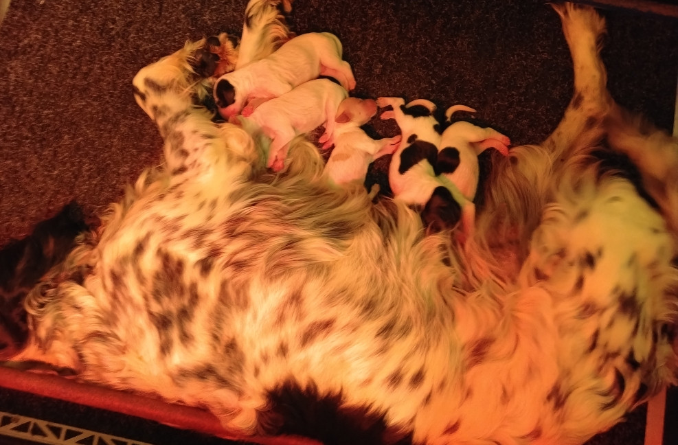 Chiot Setter Anglais de la hêtraie pourpre