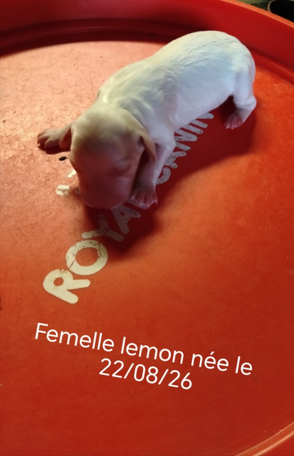 de la hêtraie pourpre - Chiots disponibles - Setter Anglais