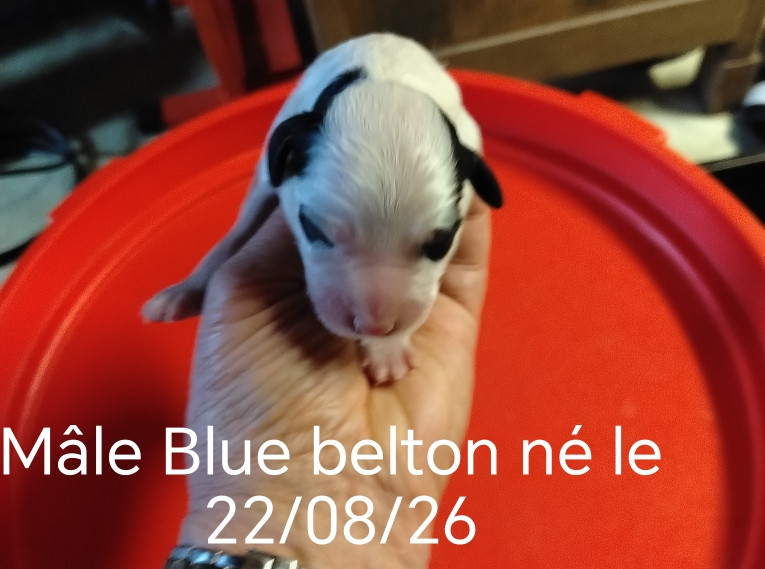 de la hêtraie pourpre - Chiots disponibles - Setter Anglais