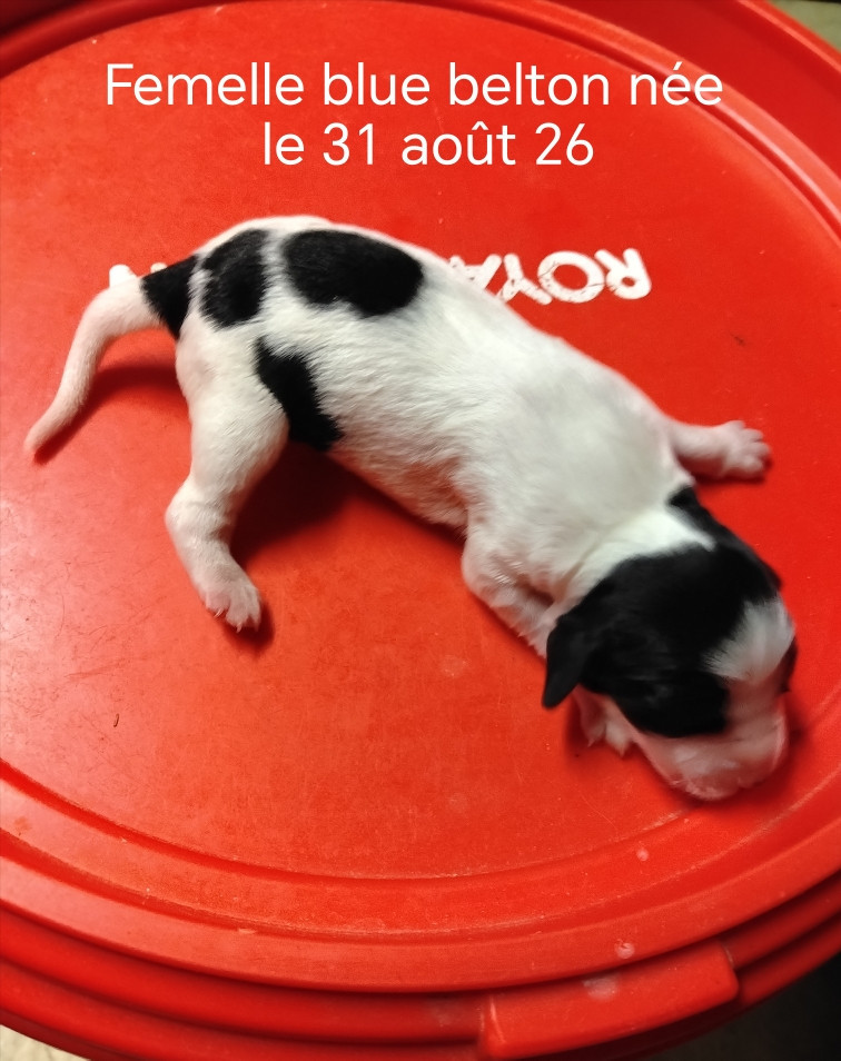 de la hêtraie pourpre - Chiots disponibles - Setter Anglais