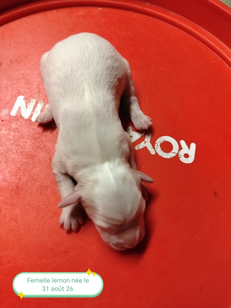 de la hêtraie pourpre - Chiots disponibles - Setter Anglais