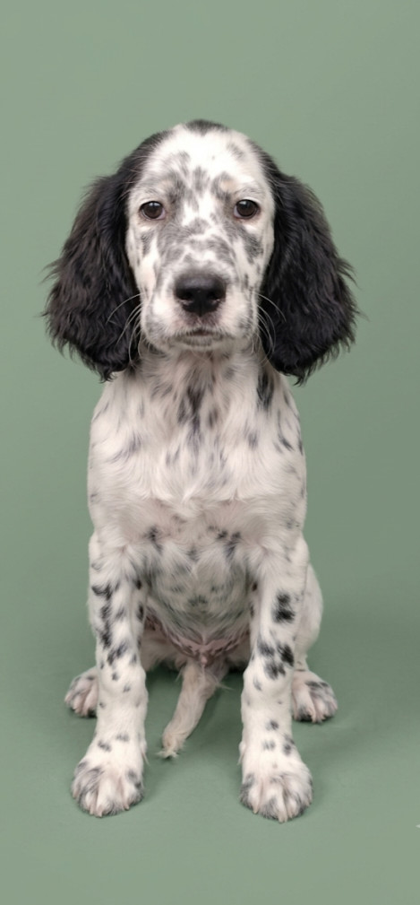 de la hêtraie pourpre - Chiots disponibles - Setter Anglais