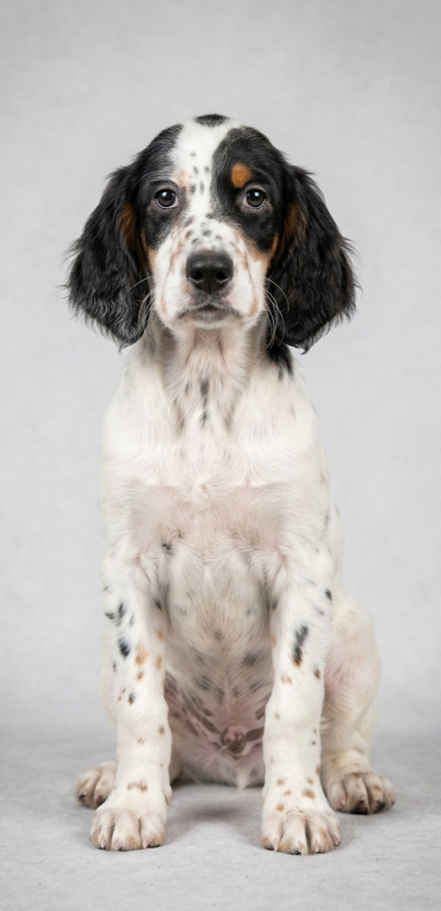 de la hêtraie pourpre - Chiots disponibles - Setter Anglais