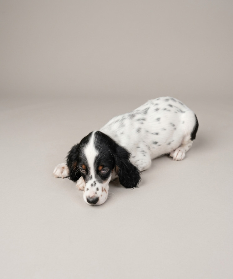 de la hêtraie pourpre - Chiots disponibles - Setter Anglais