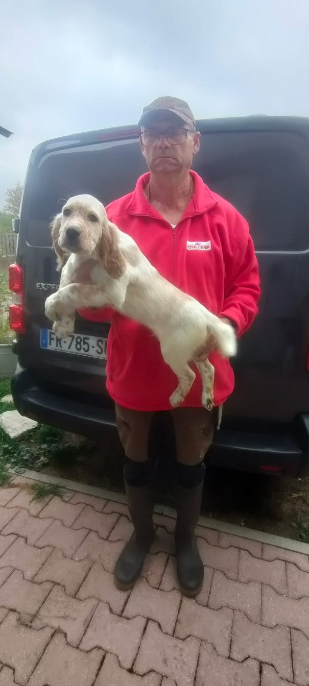 de la hêtraie pourpre - Chiots disponibles - Setter Anglais