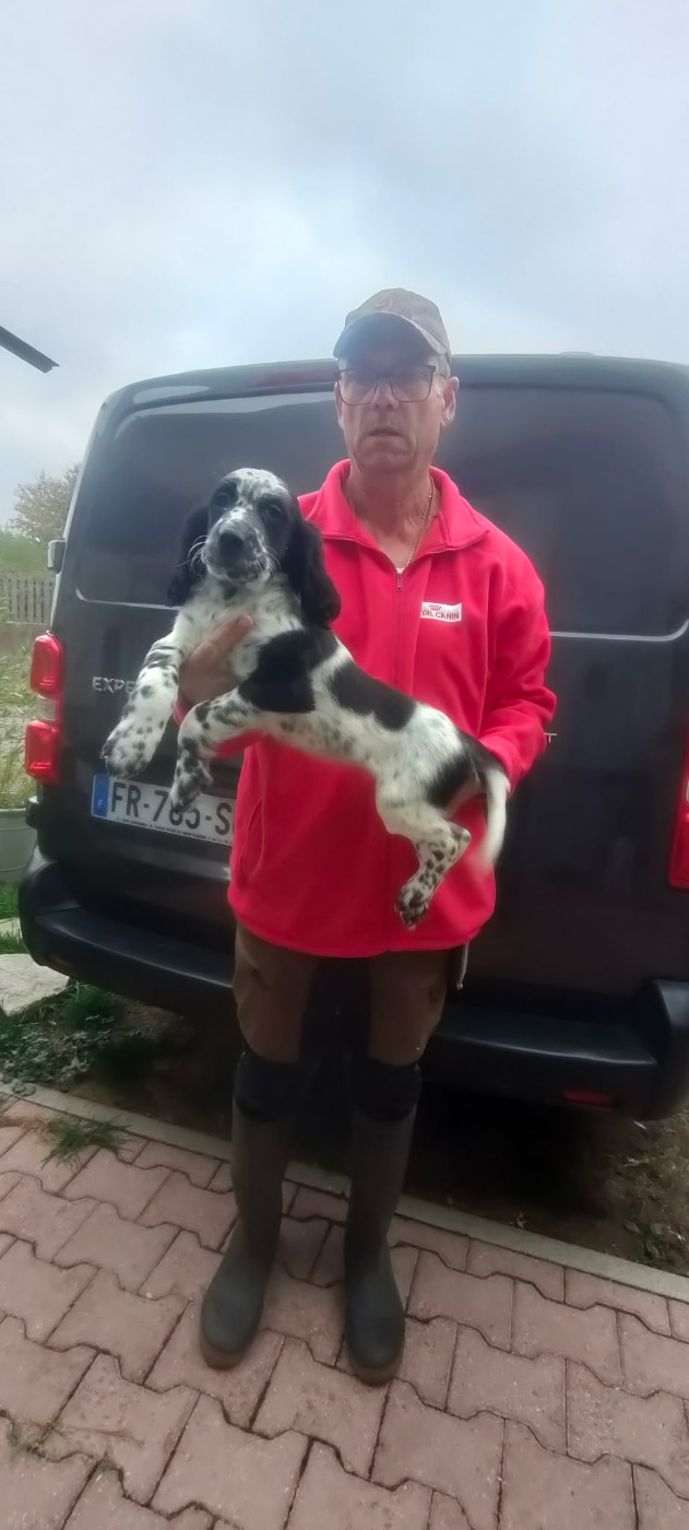 de la hêtraie pourpre - Chiots disponibles - Setter Anglais
