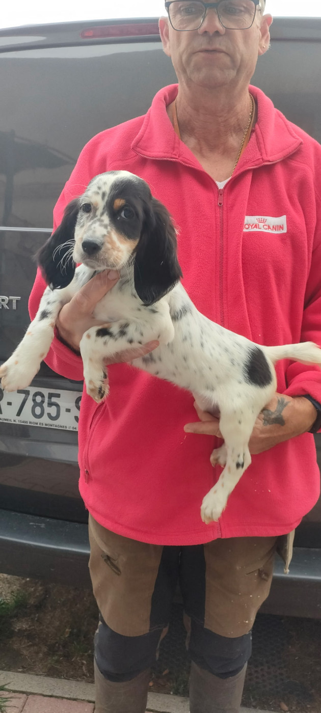 de la hêtraie pourpre - Chiots disponibles - Setter Anglais