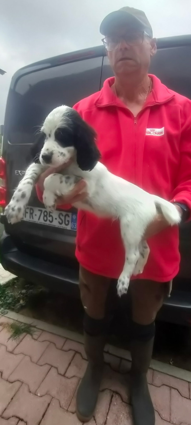 de la hêtraie pourpre - Chiots disponibles - Setter Anglais