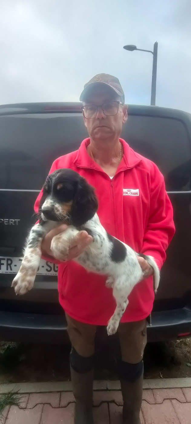 de la hêtraie pourpre - Chiots disponibles - Setter Anglais