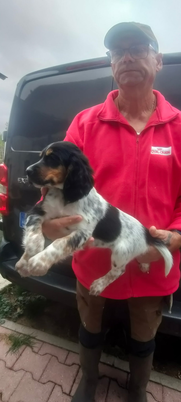de la hêtraie pourpre - Chiots disponibles - Setter Anglais