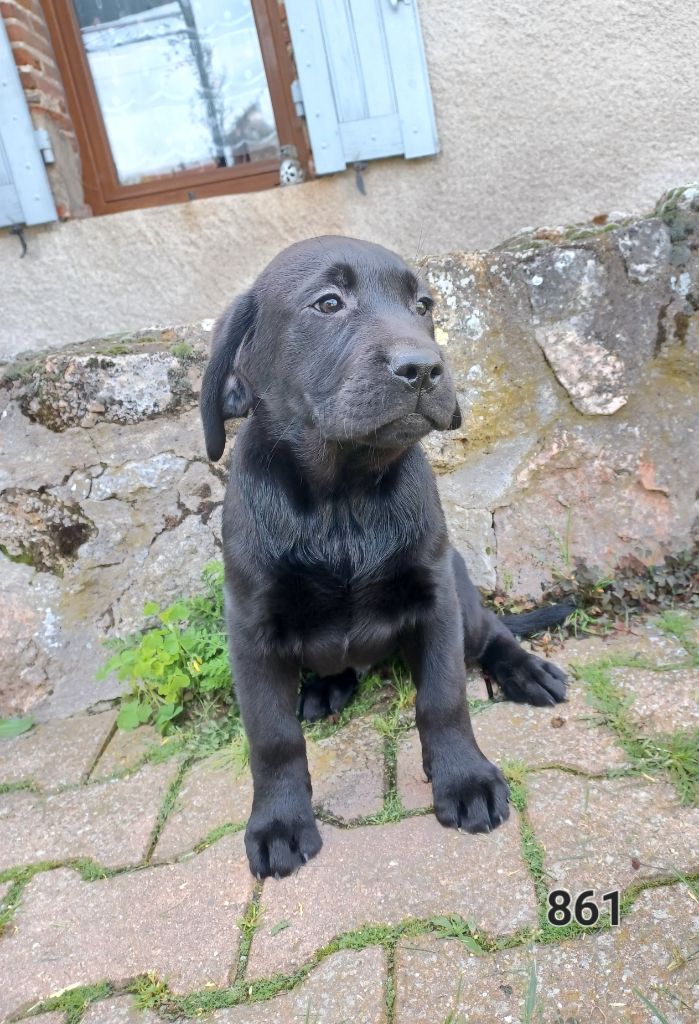 de la hêtraie pourpre - Chiots disponibles - Labrador Retriever