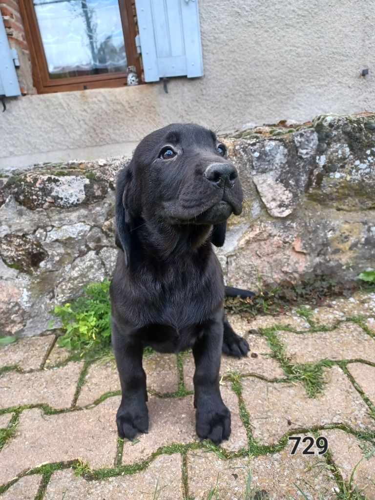 de la hêtraie pourpre - Chiots disponibles - Labrador Retriever