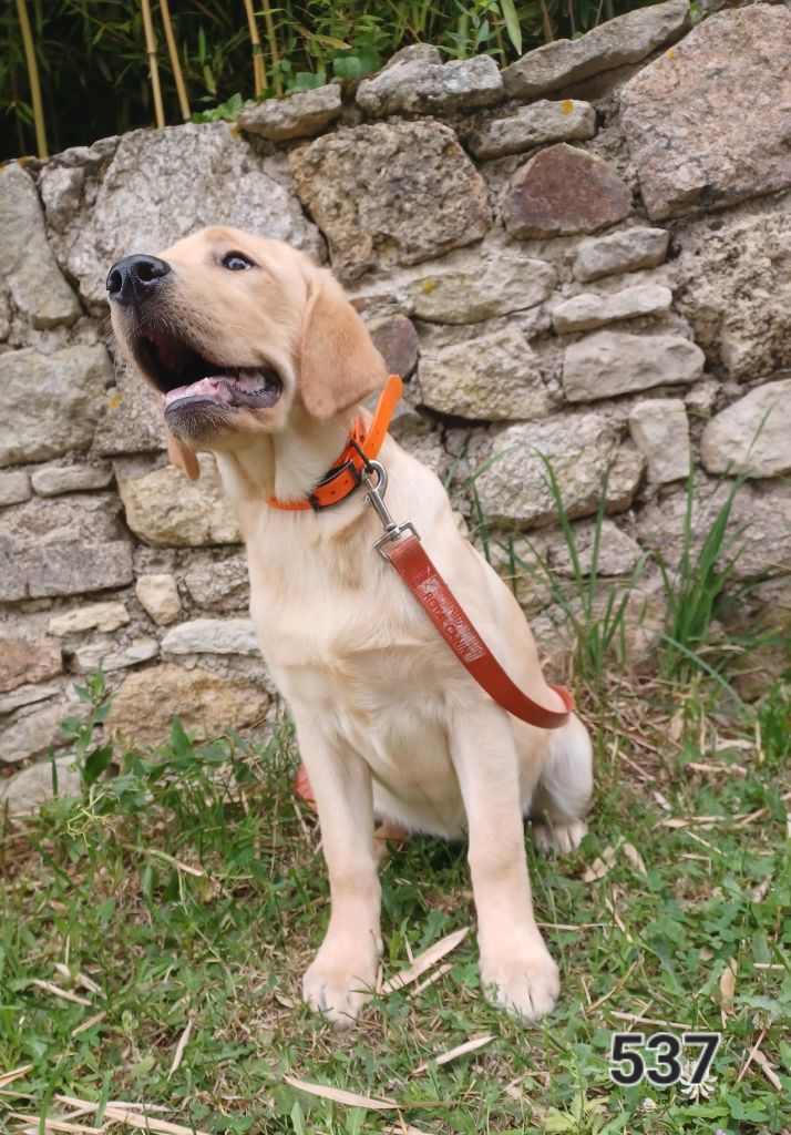 de la hêtraie pourpre - Chiots disponibles - Labrador Retriever