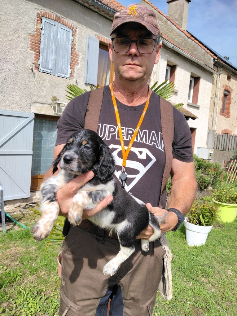 de la hêtraie pourpre - Chiots disponibles - Setter Anglais