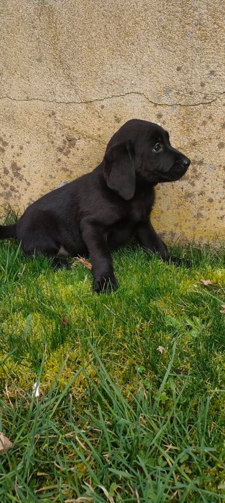 de la hêtraie pourpre - Chiots disponibles - Labrador Retriever