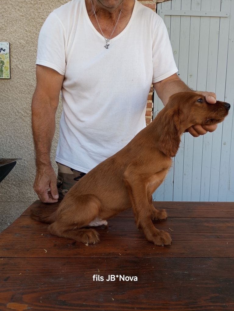 de la hêtraie pourpre - Chiots disponibles - Setter irlandais rouge