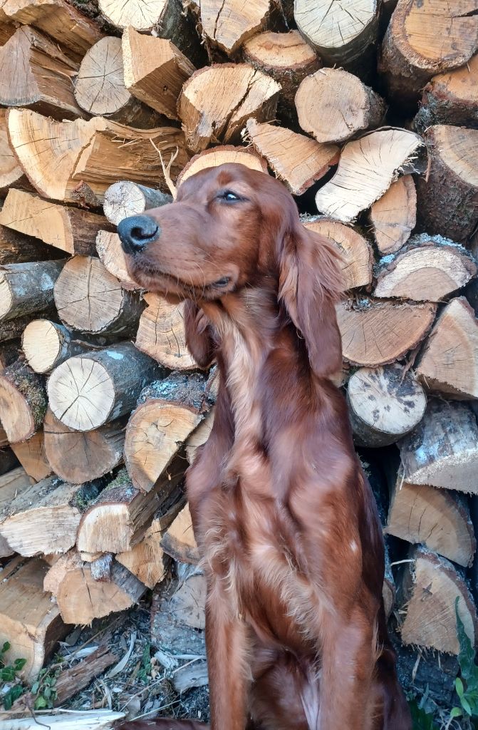 de la hêtraie pourpre - Chiots disponibles - Setter irlandais rouge